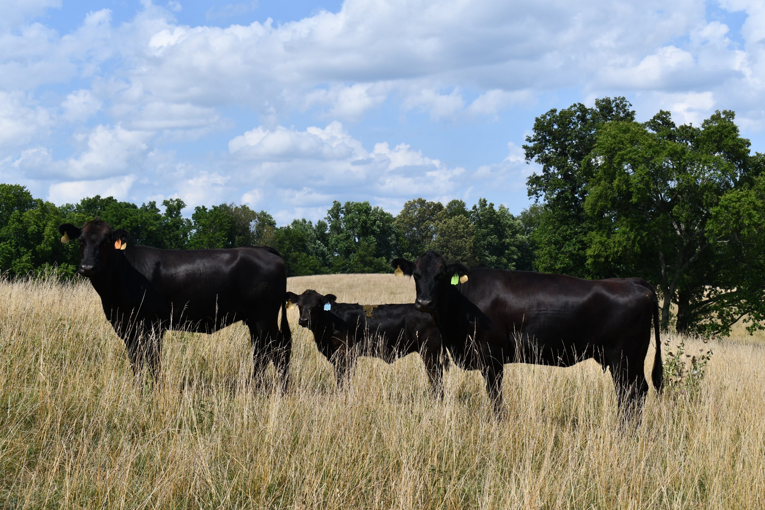 American Chianina Association